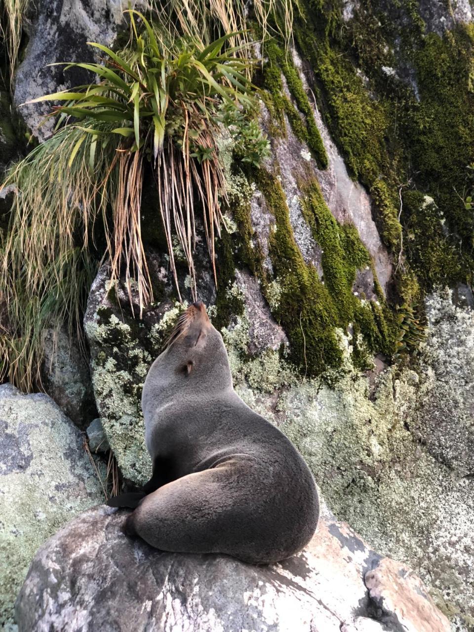 Milford Sound Overnight Cruise - Fiordland Discovery Dış mekan fotoğraf